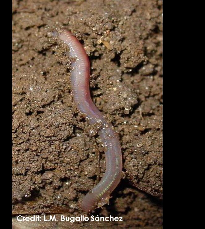 Earthworms Indicator of soil quality Burrowing mixes soil Ingestions of soil