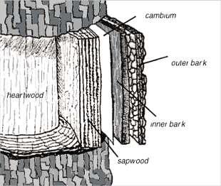 Terms you should know Cambium - a layer of undifferentiated