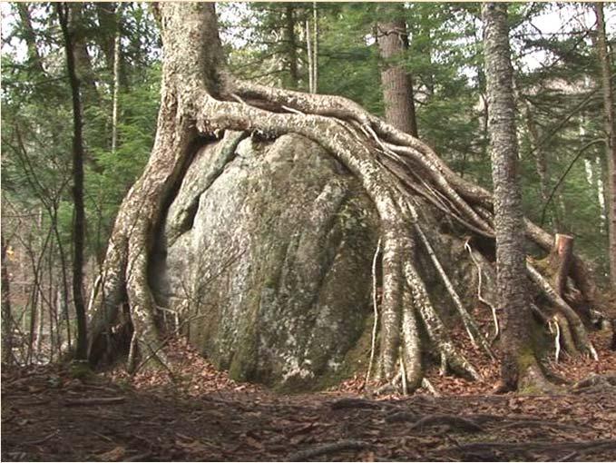 tree roots holding a large soil particle GLACIAL ERRATIC, SKAGIT COUNTY