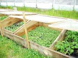 Cold Frame Simple, inexpensive homemade structures used to grow cool season crops Used to harden young seedlings started indoors in early spring Space and crop dependent Heat is provided by the sun s