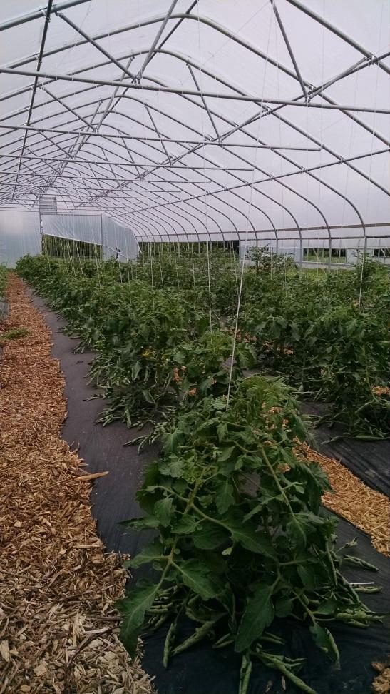 High Tunnel / Hoop House Disadvantages Increased management required Especially for pollination