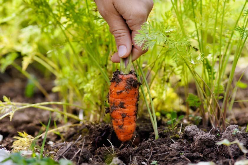 When to Plant Carrots?
