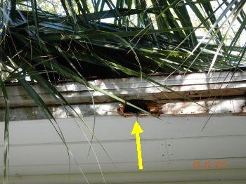 There are also areas of the facia and soffit that need replacement. 2.