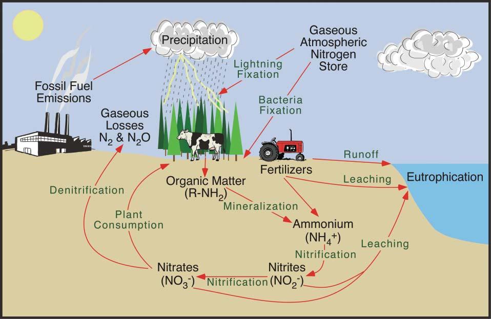 The nitrogen cycle How nitrogen moves in the environment