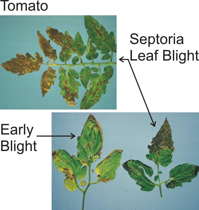 These fungal pathogens cause dark spots in the leaves that gradually get larger; the leaf turns yellow and then dies.