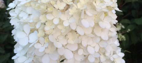 Big Leaf Hydrangea is the most widely used hydrangea species. Its large flowers range from white to pink to blue.