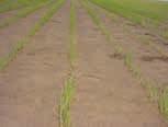 conditions of the soil Sandy and silty soils Root rot