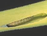 Leek moth lays eggs around root plate Larvae s eat