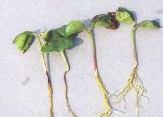 Damping-off disease Symptoms and Damage: Diseased seedlings undergo rotting and death of