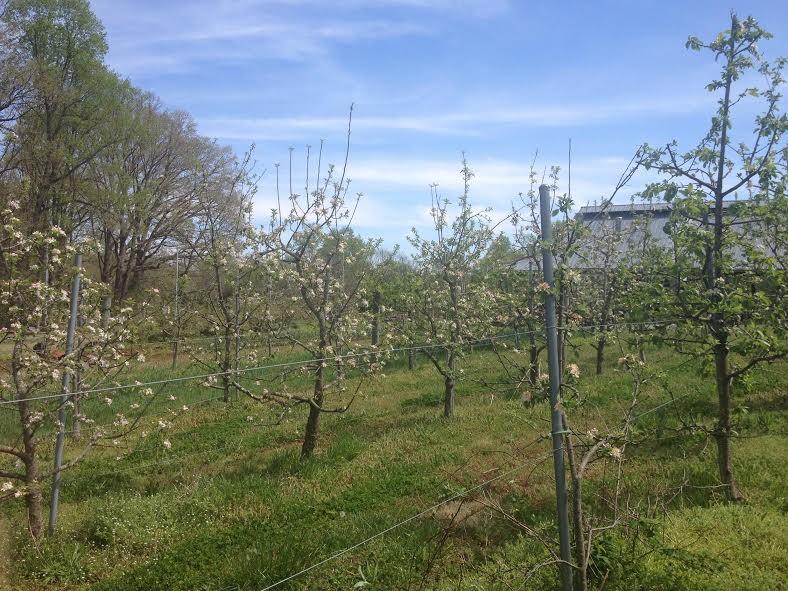 Growing Apples in the Piedmont A 15 year