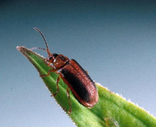 Mark Schwarzlaender, Univ. of Idaho, forestryimages.org Figure 4: The loosestrife leaf beetle (Galerucella calmariensis) has been released in Pennsylvania and throughout the U.S. to provide biological control of purple loosestrife.