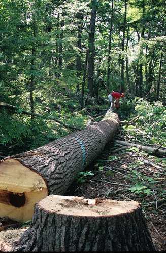 How to prevent Use only fresh logs Less than 2 weeks Stack lumber immediately after sawing 12 hours minimum Begin drying
