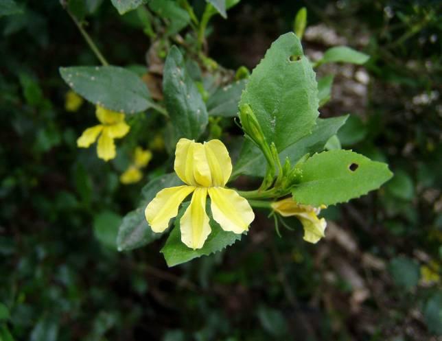 1 Goodenia ovata HOP GOODENIA Low shrub to 1.5m. Flowers most of the year.