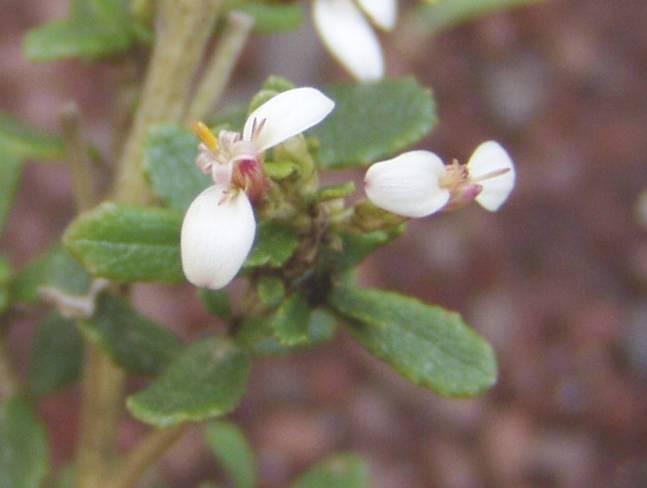 2 Olearia myrsinoides SILKY DAISY BUSH Small open spreading shrub to 1m x1m. Prefers dry well drained soils.