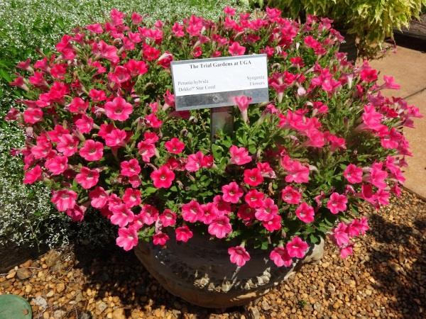 Petunia Dekko Star Coral Syngenta Flowers Picking the best Petunia each year is a challenge because Petunias produce vibrant colors and make bold statements in