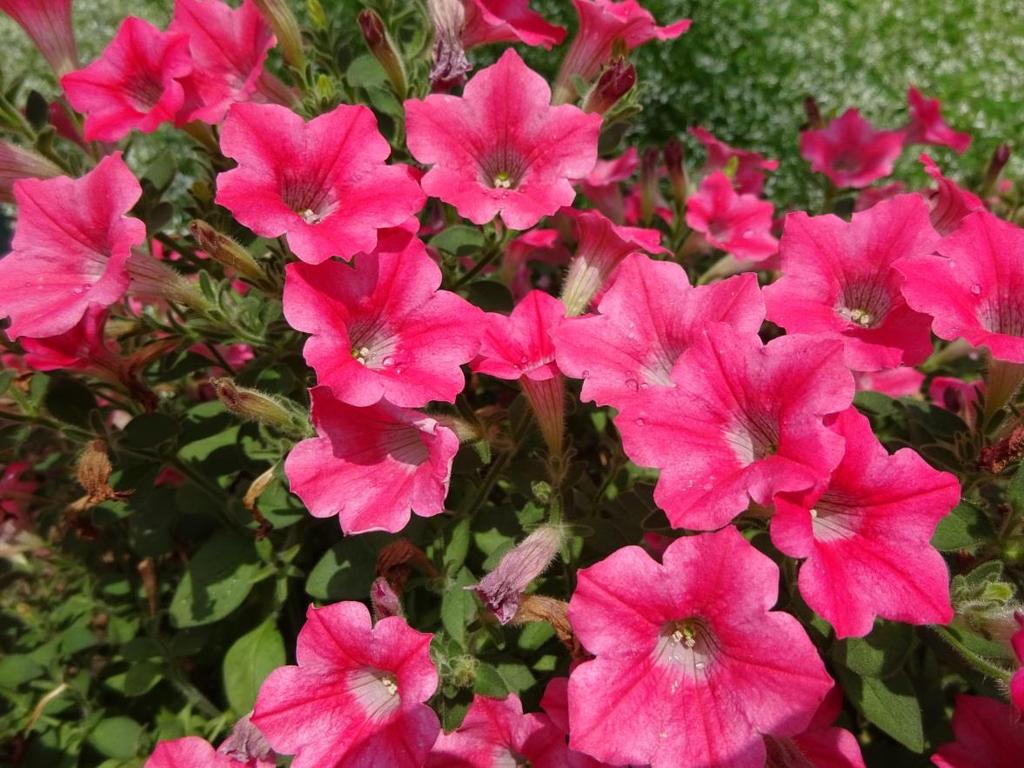 The Dekko series from Syngenta Flowers had several stellar performers this year and we have chosen Star Coral to top the list simply because it has bloomed the