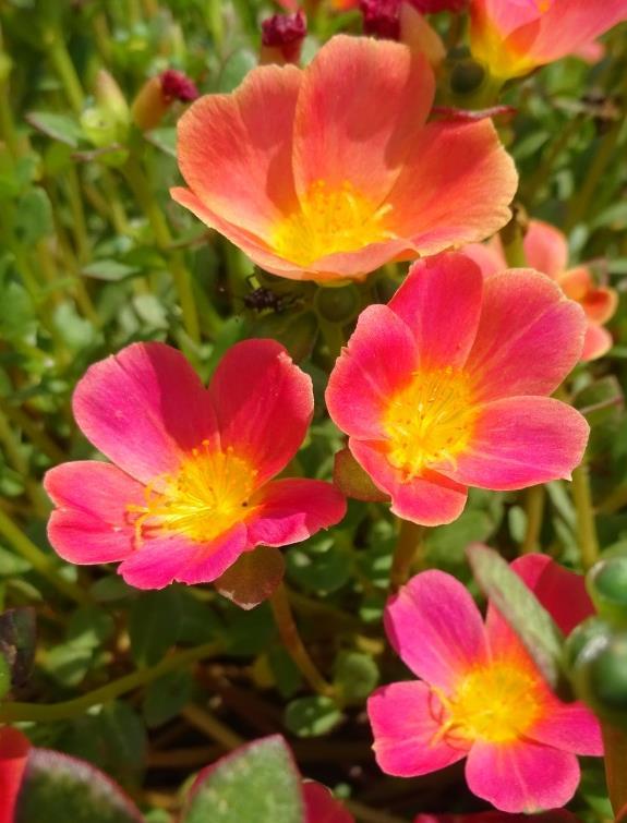 Portulaca Hot Shots Tangerine Glow Green Fuse Botanicals The winner column this year at the UGA Trial Gardens is packed is superior plants each excelling in a