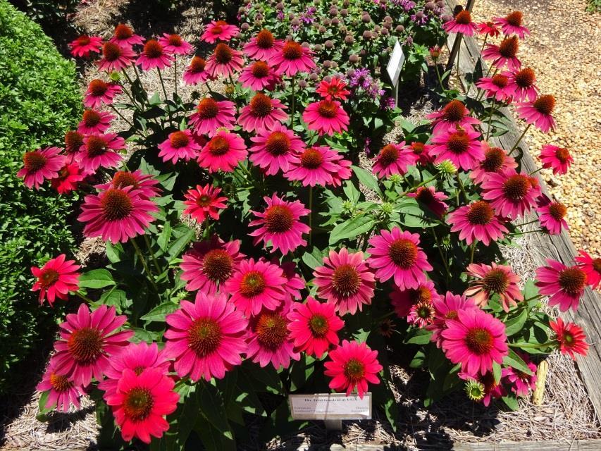Echinacea Sombrero Tres Amigos Darwin Perennials Showstoppers are a must for every garden but they can be hard to find if you don t know where to look, but look