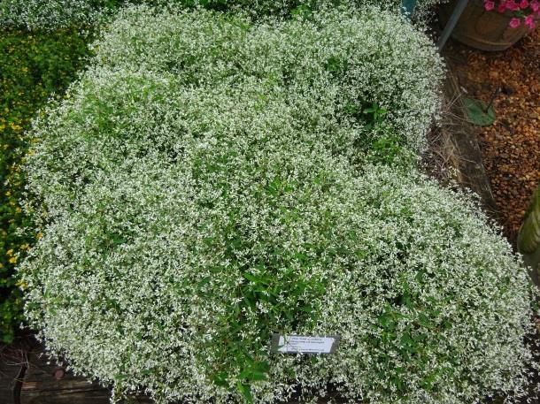 Euphorbia Crystal White Green Fuse Botanicals Euphorbia is a well-known landscape plant, especially in hot parts of the
