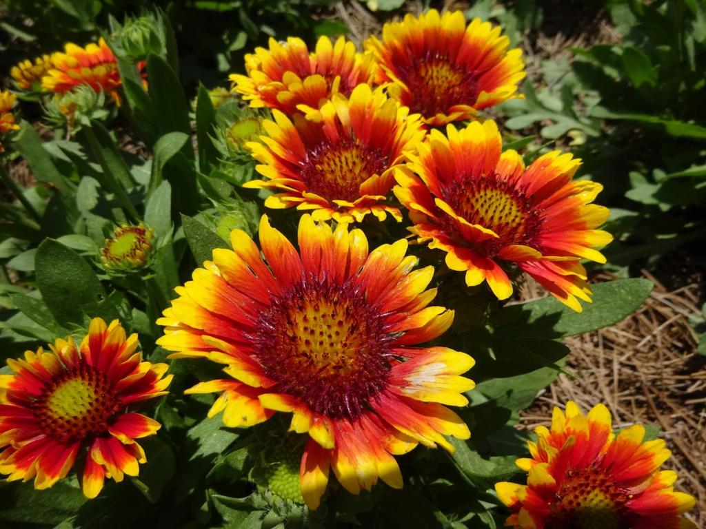 The flowers on this plant exude color with their red centers that burst into a red/orange and finish with
