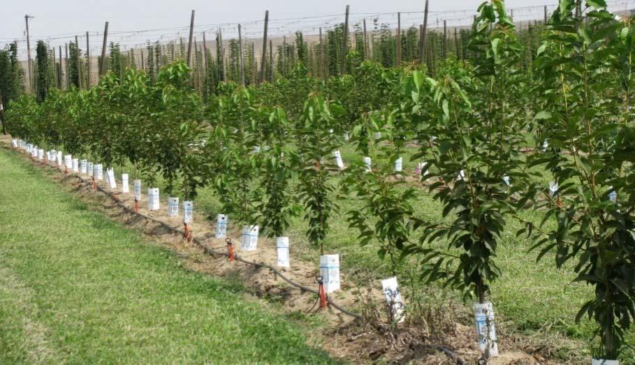 rootstock selections grown at Willow Drive Nursery were