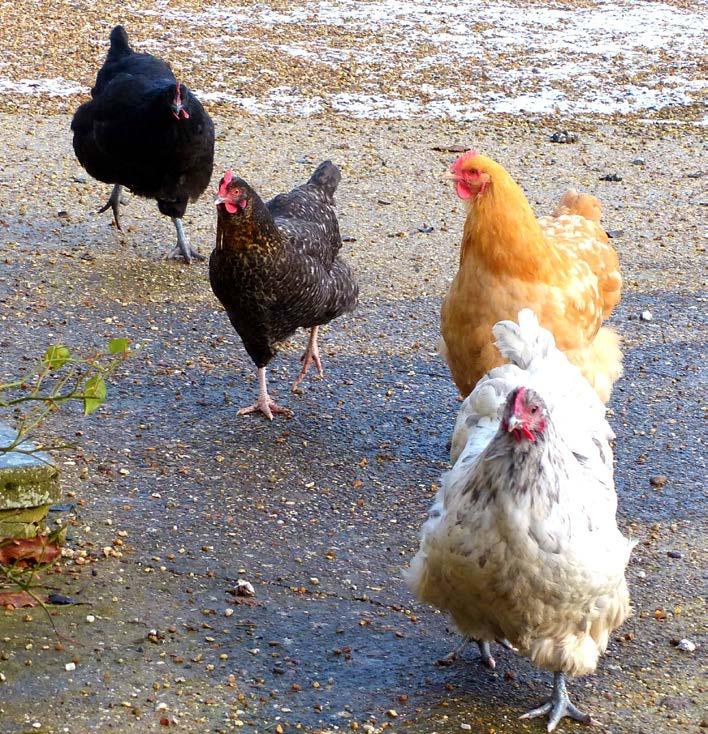 Help Inform the Conversation HOW MANY CHICKENS IS BEST? How many backyard hens do you feel would be appropriate to permit per household, if allowed?