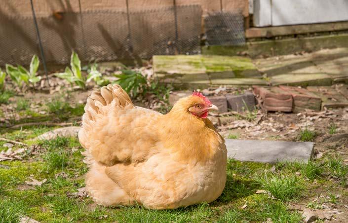 What size of property do you feel would be appropriate for backyard hens, if allowed? Small Urban Properties Typically 600-1,000 m 2 (6,500 ft 2-10,700 ft 2 / 0.15-0.