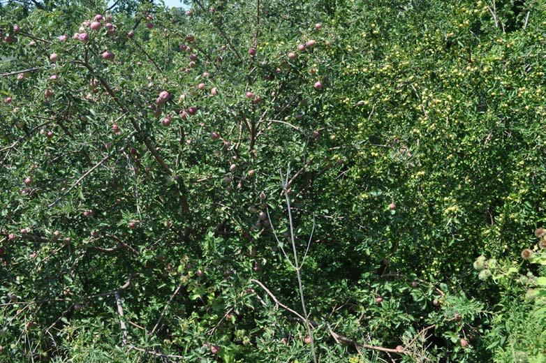 Figure 4: Detail of Apple trees found along