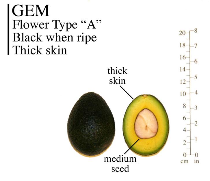 Hass Differences between Hass and GEM Maturity seasons overlap; GEM slightly later COULD BE A SUBSTITUTE TO HASS Can accumulate very high levels of dry matter
