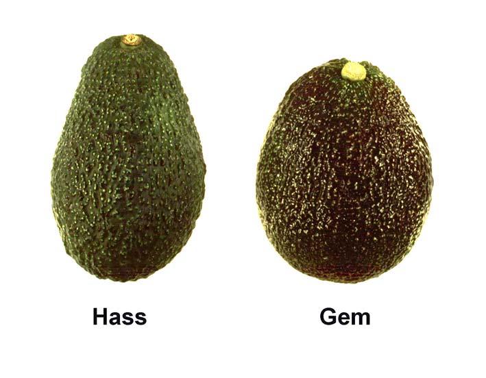 Fruit Maturity - GEM 34 GEM Hass Dry Matter