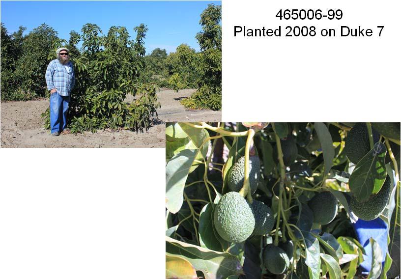 465006-99 Planted 2008 on Duke 7 SCION:ROOTSTOCK INTERACTIONS Purpose: To demonstrate rootstock effect on several