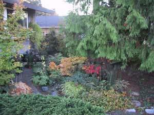 What is a rain garden and why should I plant one? Rain gardens are just that, gardens.