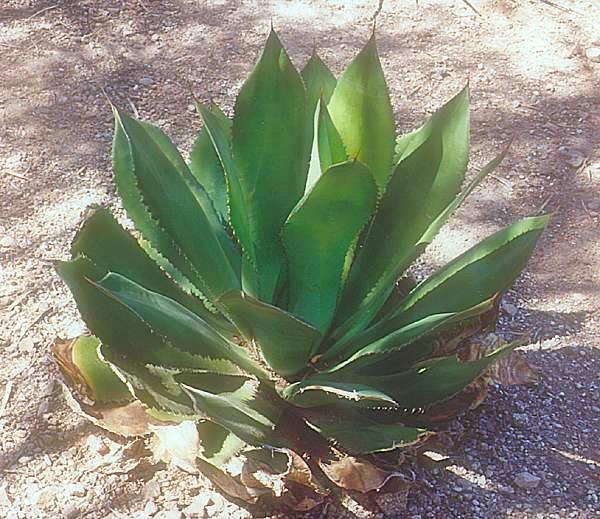 Survival Strategies of Succulents Stores water in fleshy leaves