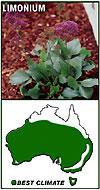 tinus 'Anvi'), 'Limelight' wattle (Acacia cognata 'Limelight'), arthropodium (Arthropodium 'Parnelle') Perennials: rosemary (Rosmarinus officinalis 'Blue Lagoon'), liriope (Liriope muscari 'Evergreen