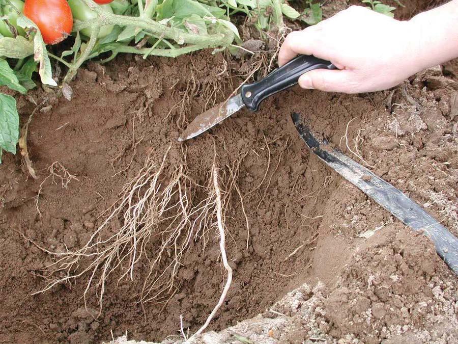 Properties of Soils Cont d Affects plant growth and