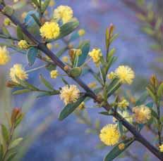 2m Gold dust wattle (Acacia acinacea) Requirements: Adaptable to