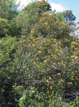 24 Sustainable Gardening in Moonee Valley Large-leaf bush-pea (Pultenaea daphnoides)