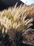 Commonly confused with native grasses and grown in many gardens as an