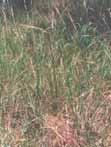 Replace with: Feather spear grass (Austrostipa elegantissima) Fountain