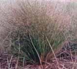 Commonly confused with native grasses and grown in many gardens, especially rockeries.