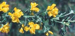 Replace with: Prickly currant-bush (Coprosma quadrifida)