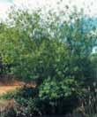 Moonee Valley Weeds 33 Prickly pears (Opuntia spp.