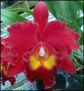 Mid-Lakes Orchid Society October Meeting John Odom from Odom s Orchids in Ft. Pierce. FL will be the speaker at the October meeting.