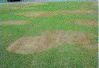 Contact your county extension agent, another qualified individual, or refer to the North Carolina Agricultural Chemicals Manual for additional information. Brown Patch (Rhizoctonia spp.