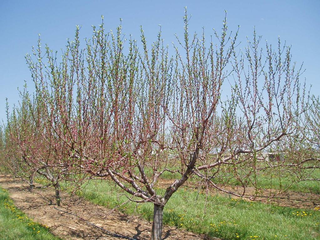 Excessive, poor pruning can lead to