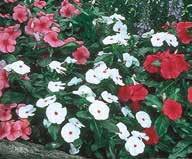 foot high water needs catharanthus
