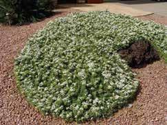 myoporum parvifolium prostrate