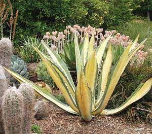 infrequent 6-8 feet agave americana