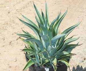 infrequent 2-3 feet agave