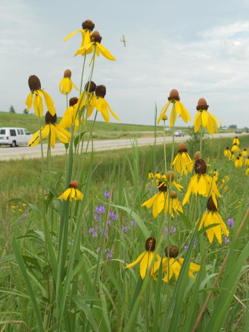 DOT native grass and wildflower seeding 53,091 acres Total 37,391 acres erosion control (after